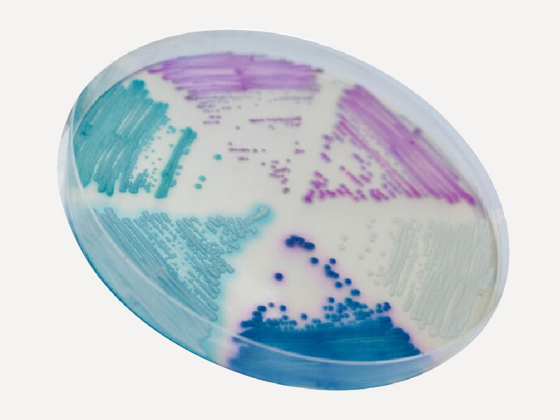 耳念珠菌培養基