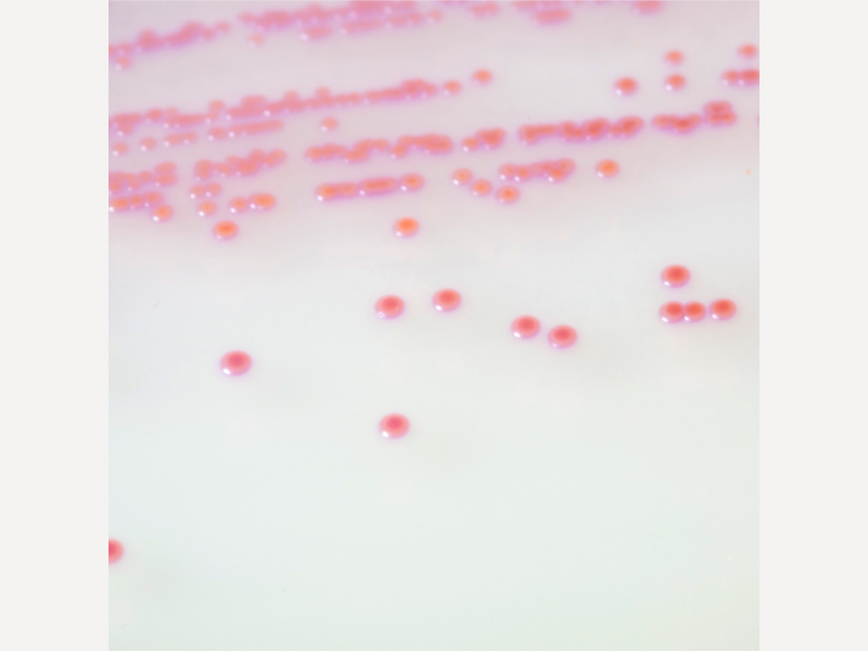 耐甲氧西林金黃色葡萄球菌培養基